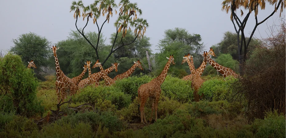 Fly to Arusha from Mwanza